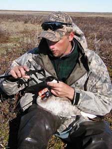 researcher with goose