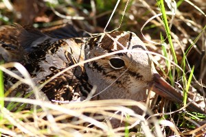 American woodcock in nest