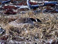 canada goose nest