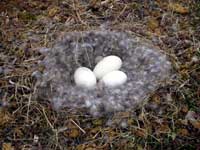 nest with eggs