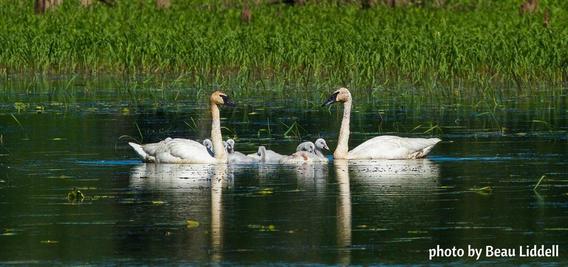 picture of swan family