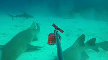 picture of bait arm and sharks