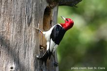 red-headed woodpecker perched on tree